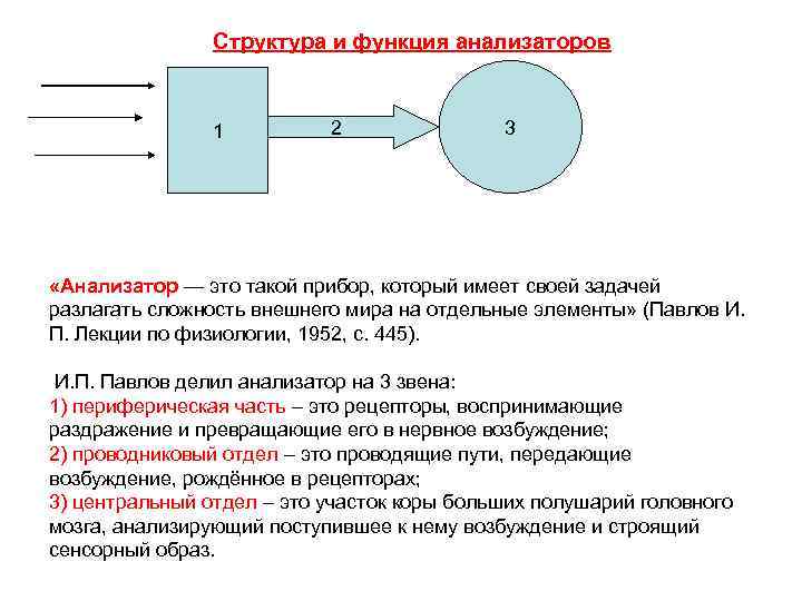 Структура и функция анализаторов 1 2 3 «Анализатор — это такой прибор, который имеет