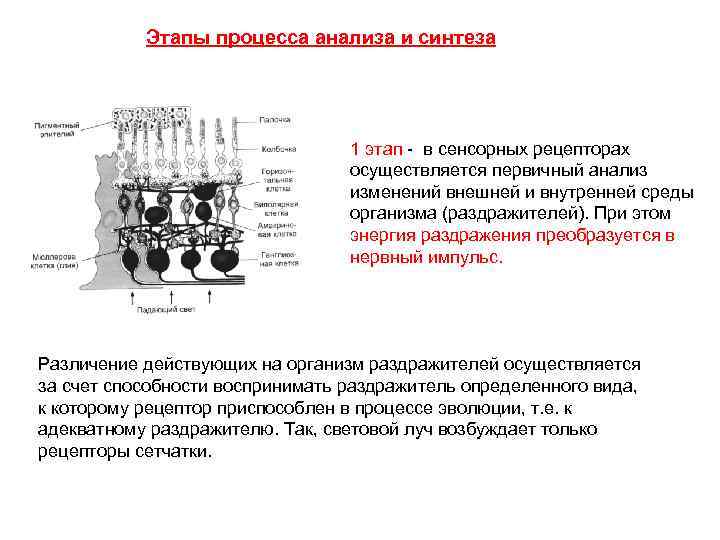 Этапы процесса анализа и синтеза 1 этап - в сенсорных рецепторах осуществляется первичный анализ