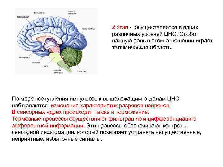2 этап - осуществляется в ядрах различных уровней ЦНС. Особо важную роль в этом