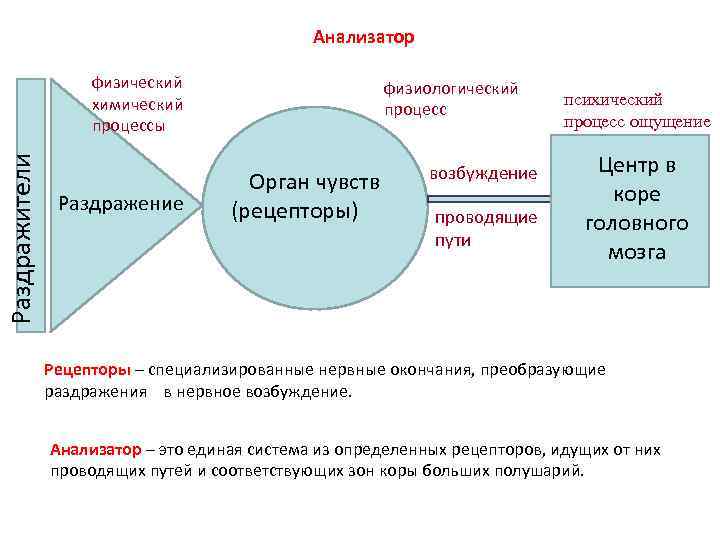 Анализатор Раздражители физический химический процессы Раздражение физиологический процесс Орган чувств (рецепторы) возбуждение проводящие пути