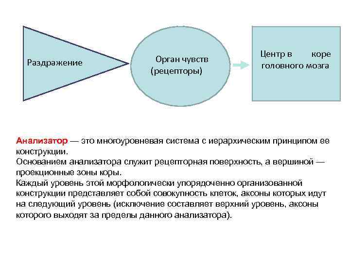Раздражение Орган чувств (рецепторы) Центр в коре головного мозга Анализатор — это многоуровневая система