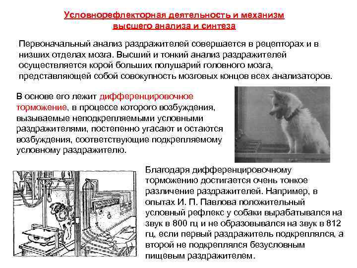 Условнорефлекторная деятельность и механизм высшего анализа и синтеза Первоначальный анализ раздражителей совершается в рецепторах