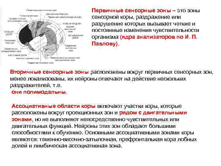 Первичные сенсорные зоны – это зоны сенсорной коры, раздражение или разрушение которых вызывает четкие