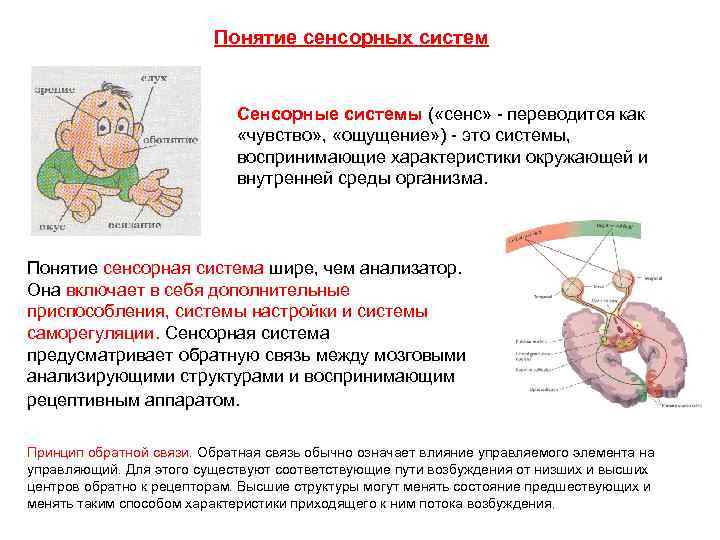 Понятие сенсорных систем Сенсорные системы ( «сенс» - переводится как «чувство» , «ощущение» )
