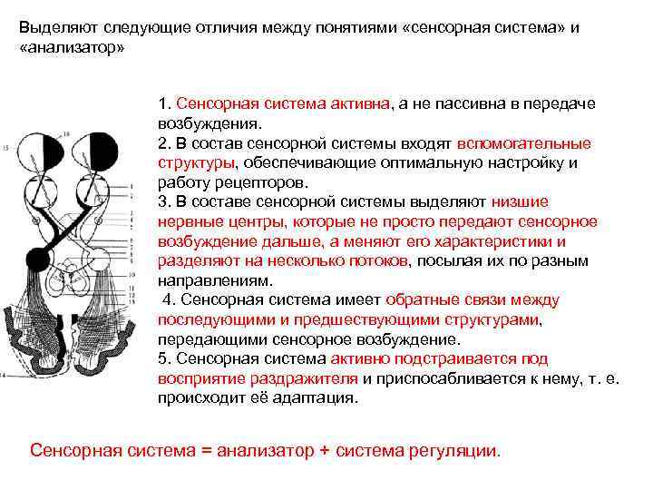 Выделяют следующие отличия между понятиями «сенсорная система» и «анализатор» 1. Сенсорная система активна, а