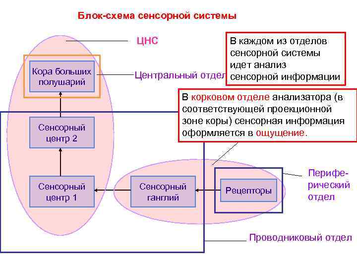 Блок-схема сенсорной системы ЦНС Кора больших полушарий Сенсорный центр 2 Сенсорный центр 1 В