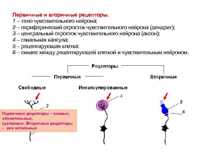 5 чувствительные нейроны передают