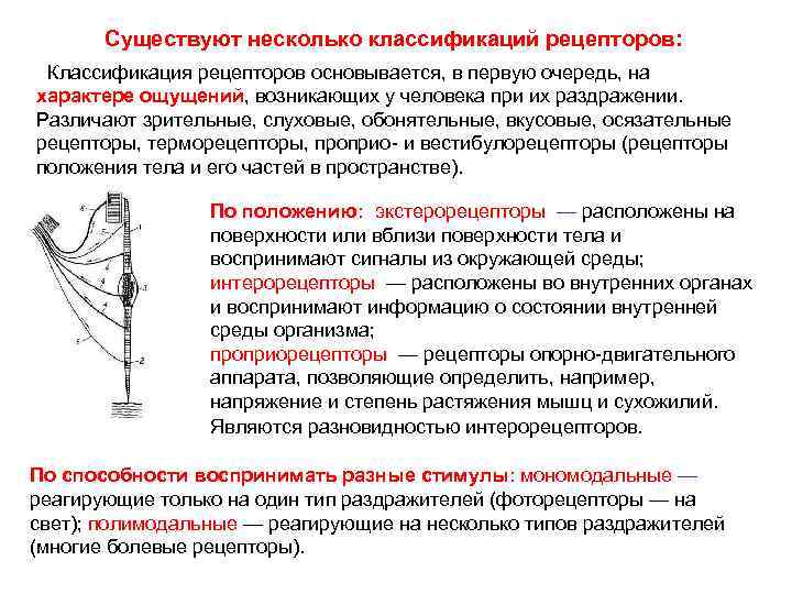 Существуют несколько классификаций рецепторов: Классификация рецепторов основывается, в первую очередь, на характере ощущений, возникающих