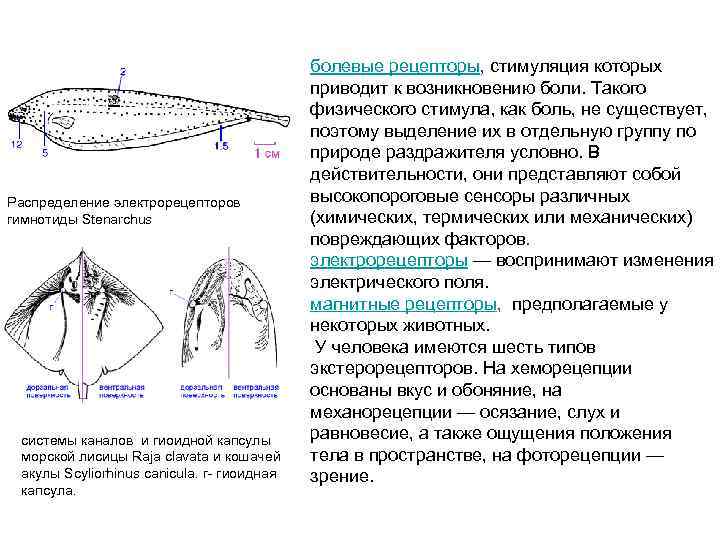 Распределение электрорецепторов гимнотиды Stenarchus системы каналов и гиоидной капсулы морской лисицы Raja clavata и