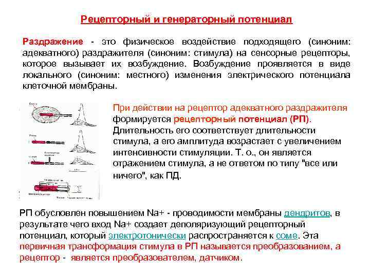 Рецепторный и генераторный потенциал Раздражение - это физическое воздействие подходящего (синоним: адекватного) раздражителя (синоним: