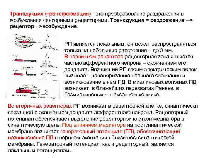 Трансдукция (трансформация) - это преобразование раздражения в возбуждение сенсорными рецепторами. Трансдукция = раздражение -->