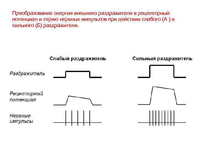 Преобразование энергии внешнего раздражителя в рецепторный потенциал и серию нервных импульсов при действии слабого