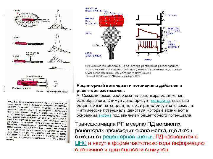 Рецепторный потенциал и потенциалы действия в рецепторе растяжения. А. Схематическое изображение рецептора растяжения ракообразного.