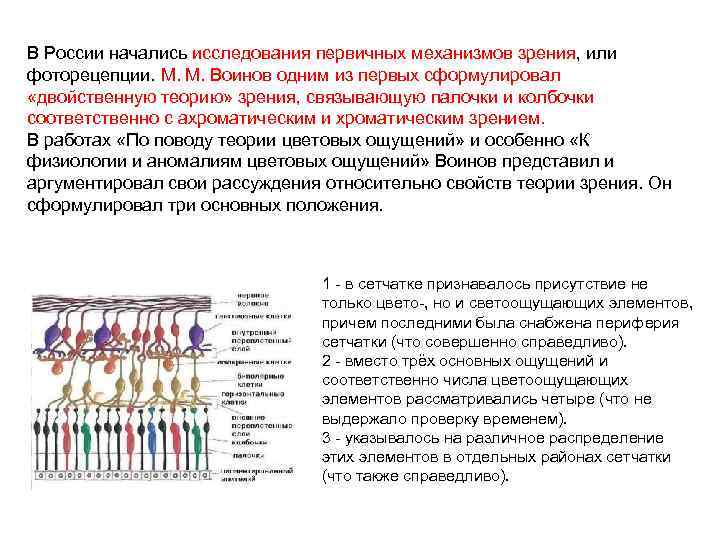 В России начались исследования первичных механизмов зрения, или фоторецепции. М. М. Воинов одним из