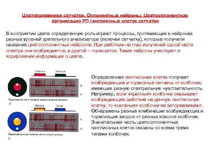 Цветоприемники сетчатки. Оппонентные нейроны. Цветооппонентная организация РП ганглиозных клеток сетчатки В восприятии цвета определенную
