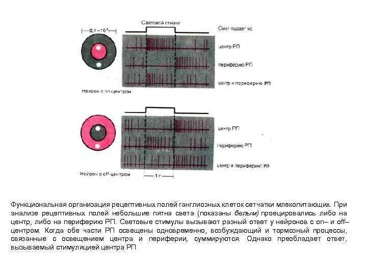 Функциональная организация рецептивных полей ганглиозных клеток сетчатки млекопитающих. При анализе рецептивных полей небольшие пятна