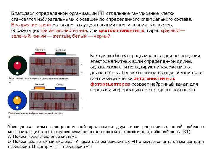 Благодаря определенной организации РП отдельные ганглиозные клетки становятся избирательными к освещению определенного спектрального состава.