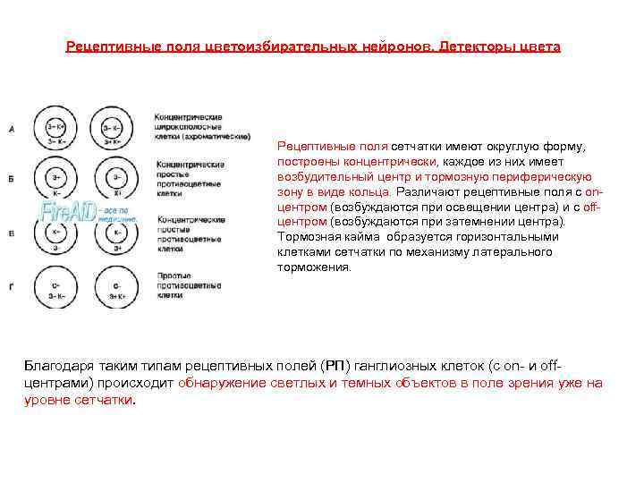 Рецептивные поля цветоизбирательных нейронов. Детекторы цвета Рецептивные поля сетчатки имеют округлую форму, построены концентрически,