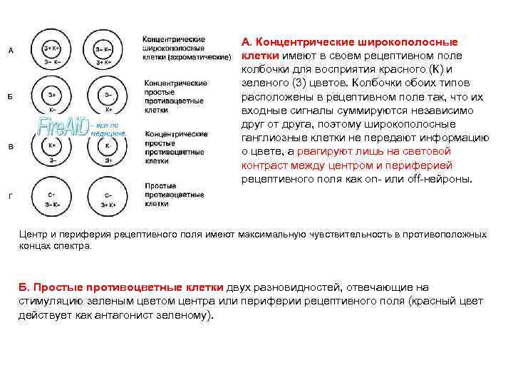 A. Концентрические широкополосные клетки имеют в своем рецептивном поле колбочки для восприятия красного (К)