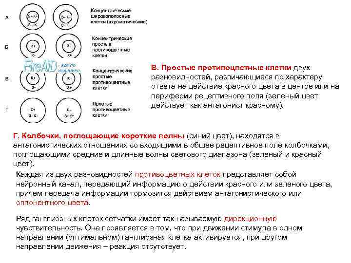 B. Простые противоцветные клетки двух разновидностей, различающиеся по характеру ответа на действие красного цвета