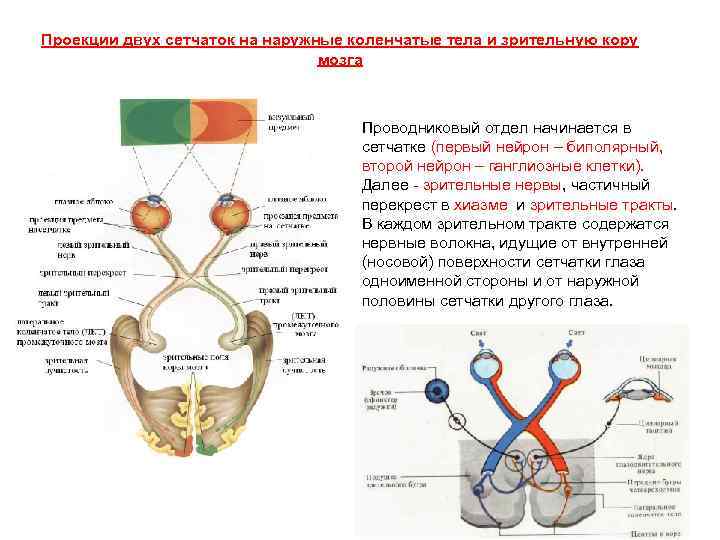 Проекции двух сетчаток на наружные коленчатые тела и зрительную кору мозга Проводниковый отдел начинается