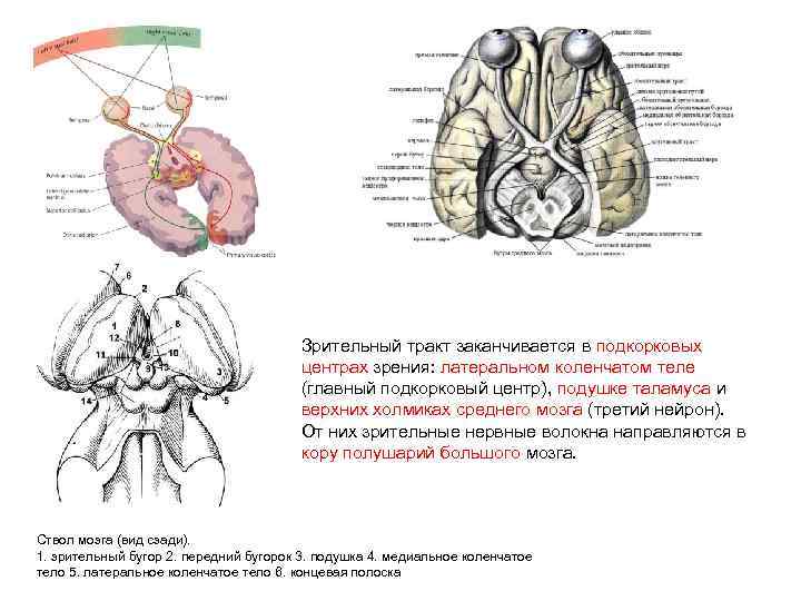Зрительный тракт заканчивается в подкорковых центрах зрения: латеральном коленчатом теле (главный подкорковый центр), подушке