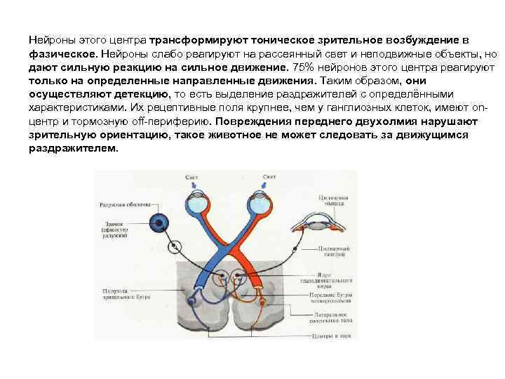 Нейроны этого центра трансформируют тоническое зрительное возбуждение в фазическое. Нейроны слабо реагируют на рассеянный