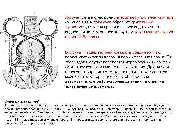 Аксоны третьего нейрона латерального коленчатого тела (в основном) и таламуса образуют зрительную лучистость, которая