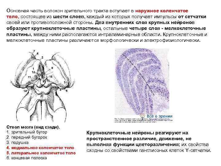 Основная часть волокон зрительного тракта вступает в наружное коленчатое тело, состоящее из шести слоев,