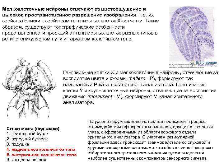 Мелкоклеточные нейроны отвечают за цветоощущение и высокое пространственное разрешение изображения, т. е. их свойства