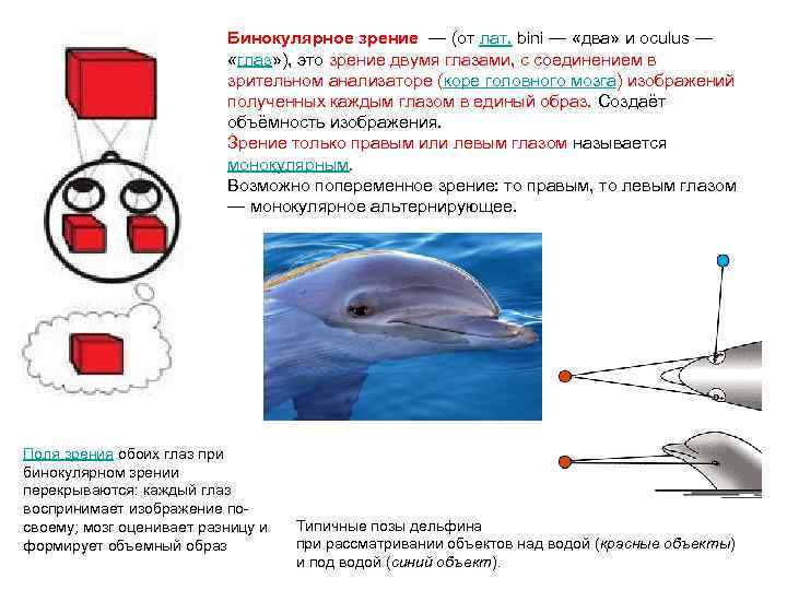 Бинокулярное зрение — (от лат. bini — «два» и oculus — «глаз» ), это