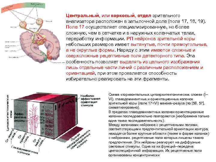 Центральный, или корковый, отдел зрительного анализатора расположен в затылочной доле (поля 17, 18, 19).