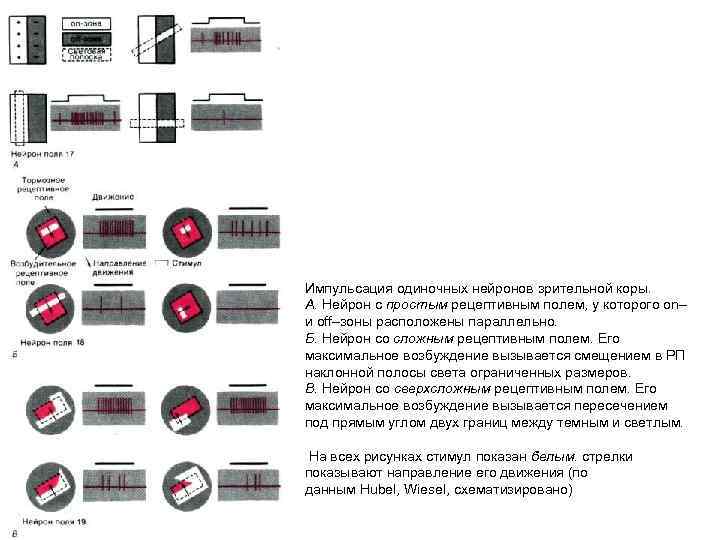 Импульсация одиночных нейронов зрительной коры. А. Нейрон с простым рецептивным полем, у которого on–