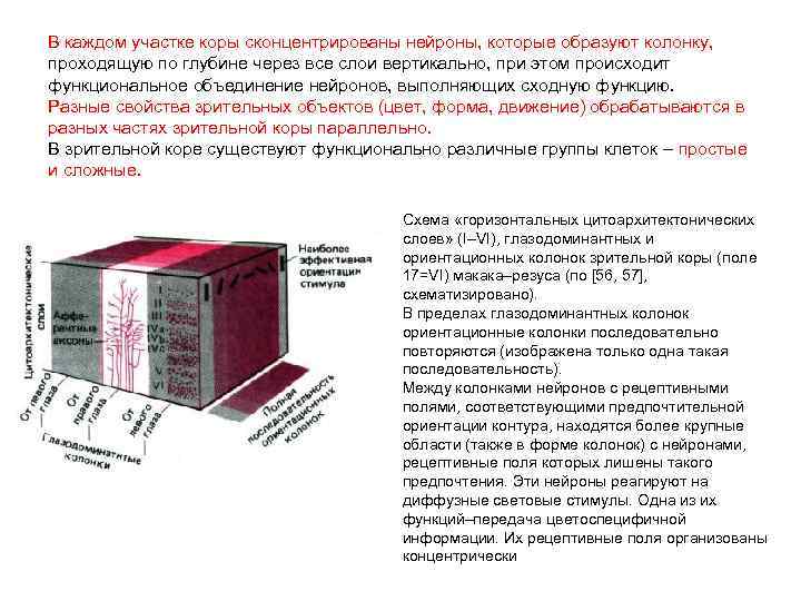 В каждом участке коры сконцентрированы нейроны, которые образуют колонку, проходящую по глубине через все