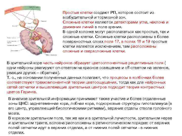 Простые клетки создают РП, которое состоит из возбудительной и тормозной зон. Сложные клетки являются