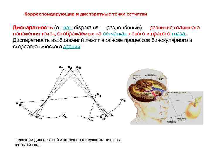 Корреспондирующие и диспаратные точки сетчатки Диспаратность (от лат. disparatus — разделённый) — различие взаимного