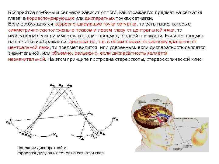 Восприятие глубины и рельефа зависит от того, как отражается предмет на сетчатке глаза: в