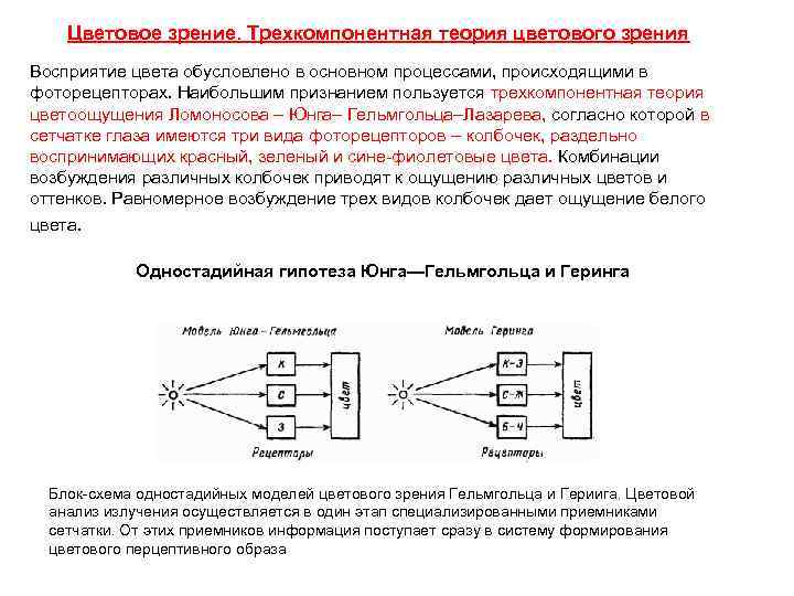 Цветовое зрение. Трехкомпонентная теория цветового зрения Восприятие цвета обусловлено в основном процессами, происходящими в