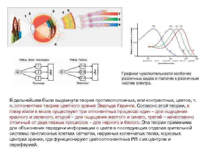 Графики чувствительности колбочек различных видов и палочек к различным частям спектра. В дальнейшем была
