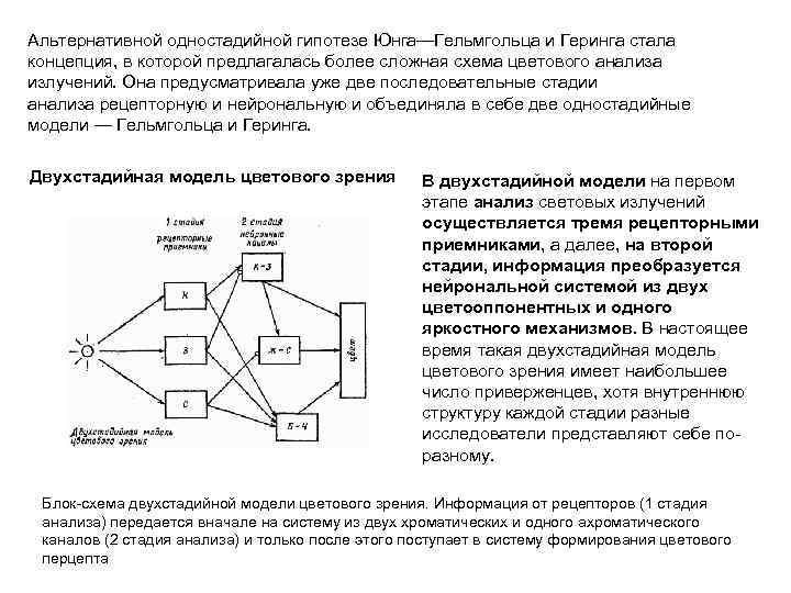 Альтернативной одностадийной гипотезе Юнга—Гельмгольца и Геринга стала концепция, в которой предлагалась более сложная схема