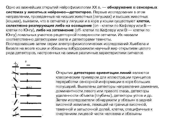 Одно из важнейших открытий нейрофизиологии XX в. — обнаружение в сенсорных системах у животных