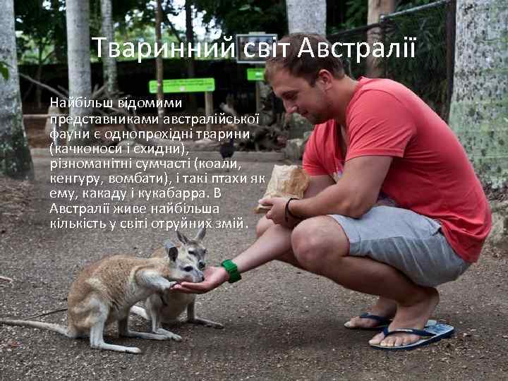 Тваринний світ Австралії Найбільш відомими представниками австралійської фауни є однопрохідні тварини (качконоси і єхидни),