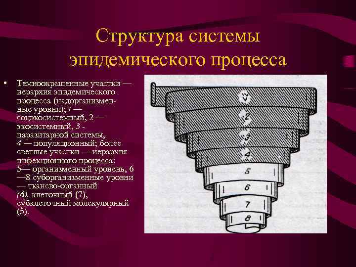Структура системы эпидемического процесса • Темноокрашенные участки — иерархия эпидемического процесса (надорганизменные уровни); /
