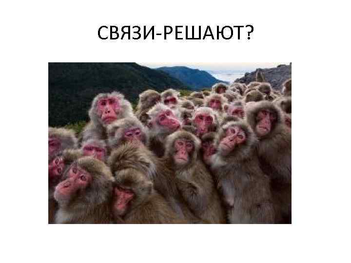 СВЯЗИ-РЕШАЮТ? 