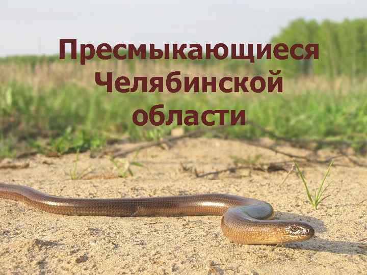Пресмыкающиеся Челябинской области 