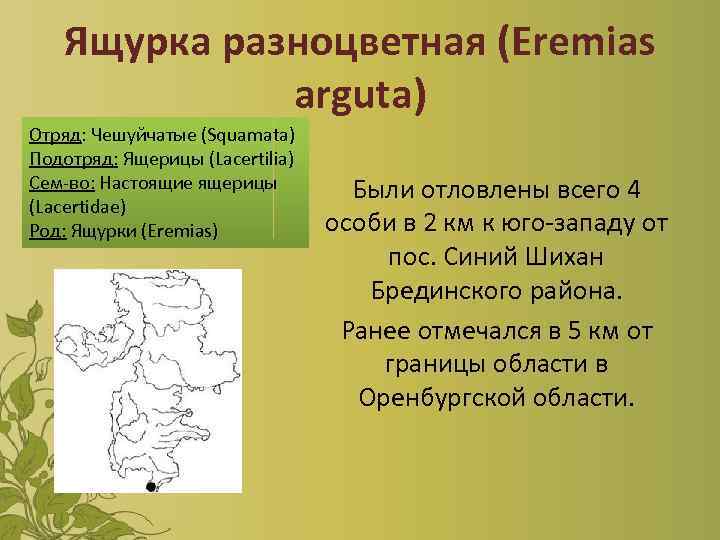 Ящурка разноцветная (Eremias arguta) Отряд: Чешуйчатые (Squamata) Подотряд: Ящерицы (Lacertilia) Сем-во: Настоящие ящерицы (Lacertidae)