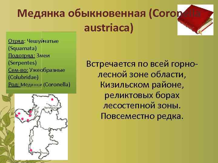 Медянка обыкновенная (Coronella austriaca) Отряд: Чешуйчатые (Squamata) Подотряд: Змеи (Serpentes) Сем-во: Ужеобразные (Colubridae) Род: