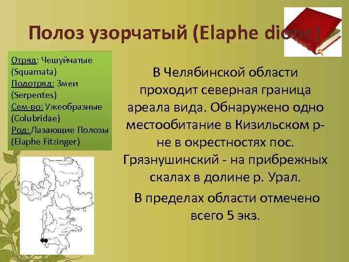 Полоз узорчатый (Elaphe dione) Отряд: Чешуйчатые (Squamata) Подотряд: Змеи (Serpentes) Сем-во: Ужеобразные (Colubridae) Род: