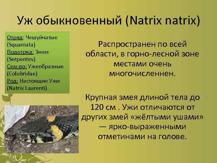 Уж обыкновенный (Natrix natrix) Отряд: Чешуйчатые (Squamata) Подотряд: Змеи (Serpentes) Сем-во: Ужеобразные (Colubridae) Род: