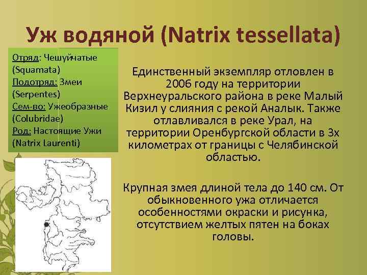 Уж водяной (Natrix tessellata) Отряд: Чешуйчатые (Squamata) Подотряд: Змеи (Serpentes) Сем-во: Ужеобразные (Colubridae) Род: